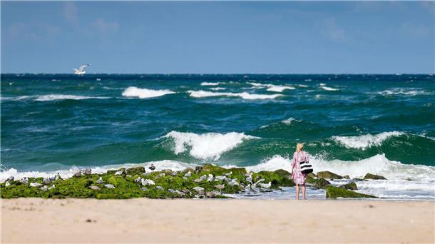  Die meisten in Nord- und Ostsee vorkommenden Quallen sind für den Menschen ungefährlich.