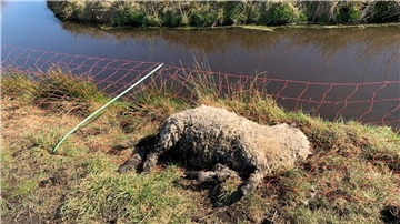 14 Tiere wurden bei dem Wolfsriss getötet oder mussten durch den Tierarzt eingeschläfert werden.