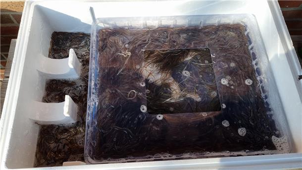 15 Kilogramm Glasaale hatten die Stadlander Angler geordert. Das sind rund 50.000 Jungaale.