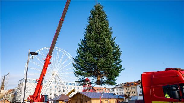 20 Jahre lang stand diese Nordmanntanne in Debstedt - nun schmückt sie den Weihnachtsmarkt.