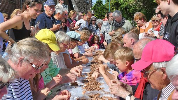 Krabbentag in Wremen ist längst kein Geheimtipp mehr 20 Krabbenpuler traten in Wremen in drei Leistungsklassen zum Wettstreit an.