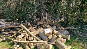 Ein Stapel Holz liegt im Wald.