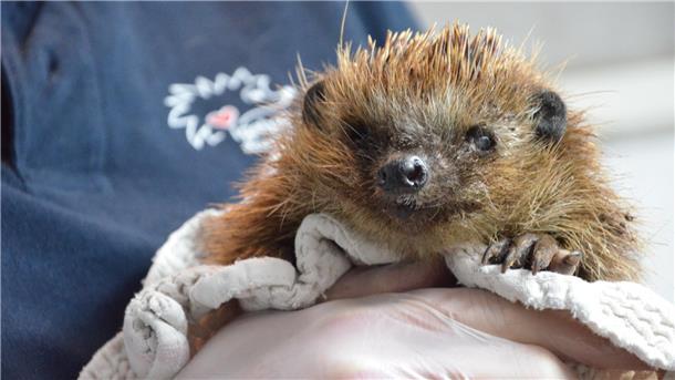 Warum es das Wildtier des Jahres 2024 schwer hat in den Gärten Ein Igel wird in einem Tuch gehalten.
