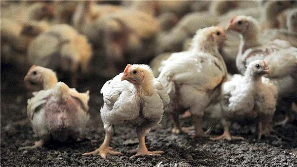 44.000 Masthähnchen mussten in Ober Ochtenhausen und Minstedt nach dem Ausbruch der Geflügelpest getötet werden.