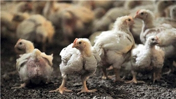 44.000 Masthähnchen mussten in Ober Ochtenhausen und Minstedt nach dem Ausbruch der Geflügelpest getötet werden.