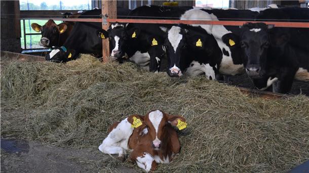 55 Kühe hält Griemsmann in seinem neuen Stall. Wohin ihre Milch künftig geht, das ist noch völlig offen.