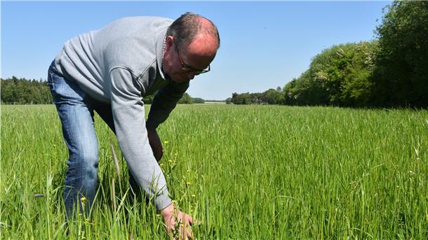 Maisanbau: Für Biobauern eine große Herausforderung Das Foto zeigt die Milchkühe im Stall.