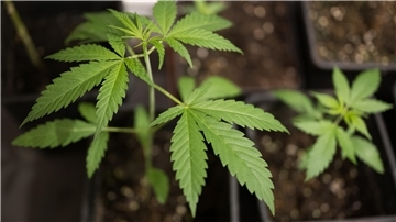 Cannabis-Pflanze