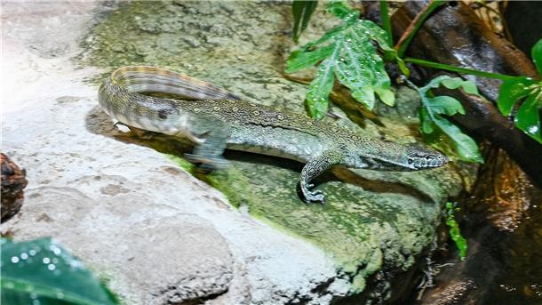 Klimahaus: Riesenechse zieht um Ab ins Wasser: Im Klimahaus Bremerhaven wurde der erste Waran in sein neues Terrarium entlassen.