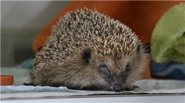 Abgemagert, mit Würmern in der Lunge und Fliegeneiern übersät kam dieser junge Igel ins Krankenhaus