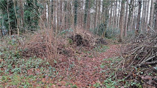 Abgeschnittene Sträucher und altes Laub mag der Igel sehr, um nach Nahrung zu suchen und einen Platz für seinen Winterschlaf einzurichten. 