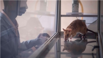Acht der elf getesteten Ratten waren am Ende in der Lage, vier häufig geschmuggelte Arten zu identifizieren. 
