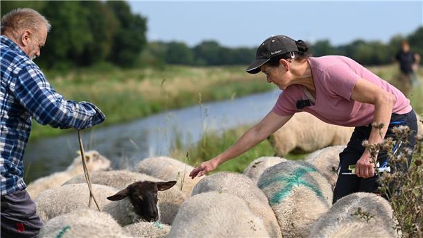 Blauzungenkrankheit - Virus-Tsunami trifft Schafe und Rinder Aktuell kursiert in Deutschland und anderen europäischen Ländern die Variante BTV-3 des Erregers der Blauzungenkrankheit. (Archivbild)