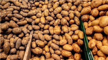 Allgemein ist das Angebot an Frühkartoffeln in diesem Jahr eher knapp.