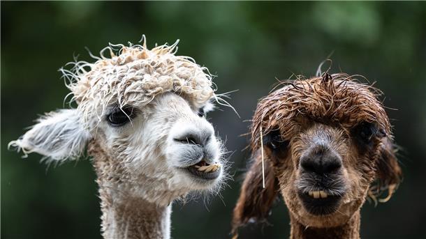 Alpaka-Wanderungen und Tiertherapien liegen im Trend Alpakas stehen auf einer Weide im Braunlager Kurpark.