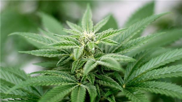 Lauterbach warnt vor Verzögerung der Cannabis-Freigabe Am 1. April soll Cannabis nach den Plänen der Ampel-Koalition begrenzt für Erwachsene legalisiert werden.
