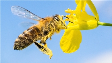 Am 20. Mai ist Weltbienentag. In Bramstedt entsteht diesen Sommer eine Blühwiese für die kleinen Helfer.