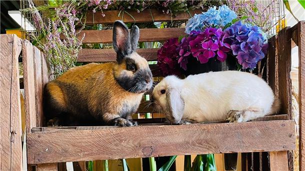 Rassekaninchen in der Sandbosteler Waldhalle Am 8. und 9. November veranstalten die Kaninchenzüchter aus Gnarrenburg und Bremervörde ihre Rassekaninchen-Schau.
