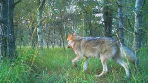 Am Bülter See in Beverstedt tappt ein Wolf in eine Fotofalle.
