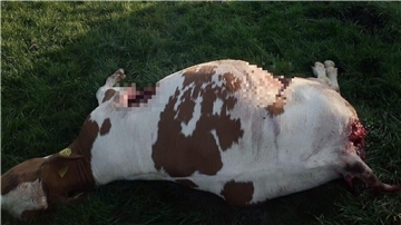 Am Donnerstagmorgen findet ein Landwirt eines seiner Rinder leblos auf der Weide liegen. Die blutigen Stellen hat unsere Redaktion auf dem Foto verpixelt.