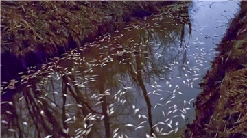 Am Montagabend wurden die toten Fische von Spaziergängern entdeckt.