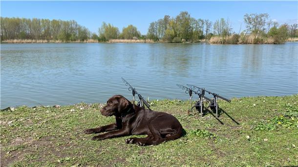 Am Ufer des Inselsees wacht Wolfgang bei Herrchens Angeln. Nicht ein einziger Fisch hat angebissen. Aber das lag nicht an dem Labbi.