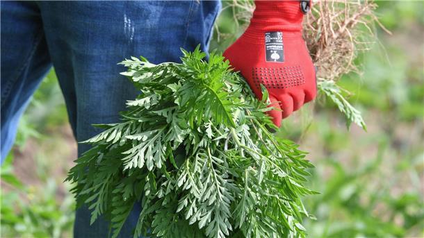 Ambrosia-Pflanzen im eigenen Garten? Bitte mit Handschuhen ausrupfen und entsorgen.