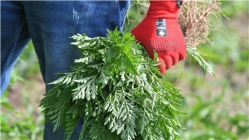 Ambrosia-Pflanzen im eigenen Garten? Bitte mit Handschuhen ausrupfen und entsorgen.