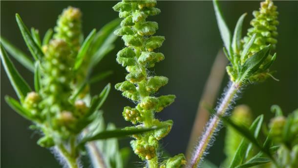 Die Ambrosia-Saison hat begonnen Ambrosia-Pollen können schon in kleinen Mengen heftige allergische Reaktionen auslösen. (Archivbild)