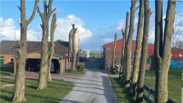Amputierte Bäume in der Region Nordenham