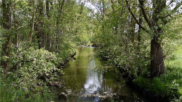 Ein Fluss in einem Waldstück.