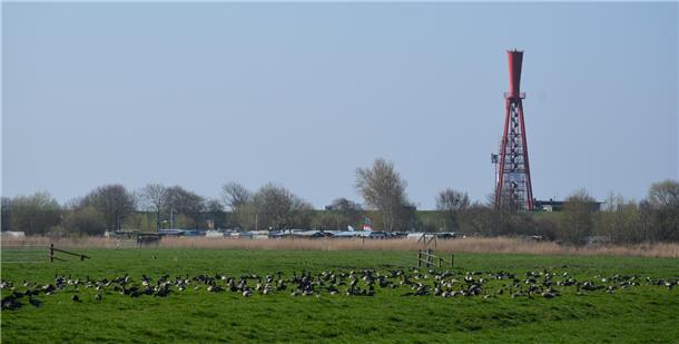 An der Straße nach Eckwarderhörne haben sich Ringelgänse niedergelassen.
