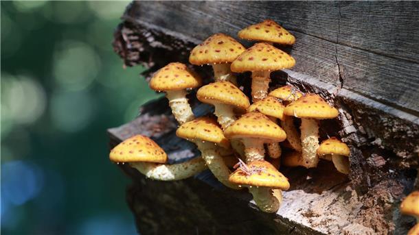Bilder des Tages An einem Baumstamm wachsen Pilze.
