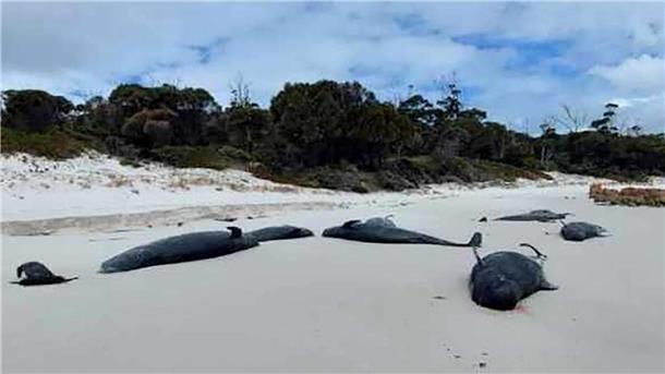 Mehr als 30 tote Grindwale an Strand in Tasmanien entdeckt An einem Strand in Tasmanien wurden mehr als 30 tote Grindwale entdeckt.