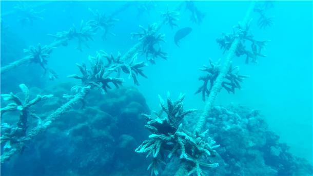 An solchen Schnüren wachsen die Korallenfragmente vor Nha Trang.