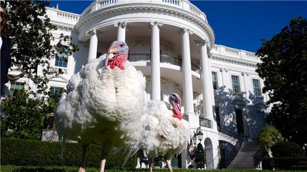 Biden begnadigt Truthähne vor Thanksgiving An Thanksgiving wird in amerikanischen Familien traditionell Truthahn serviert.