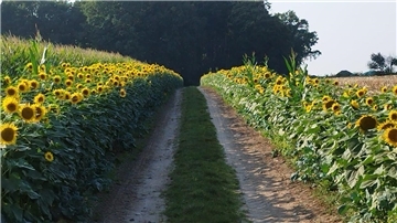 An Wirtschaftswegen in Lavenstedt und Seedorf pflanzt Landwirt Sven Schröder alljährlich Sonnenblumen am Rand seiner Maisfelder.