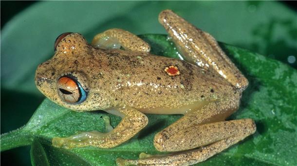 Pfeifen im Regenwald: Frösche klingen nach „Star Trek“ Andere Frösche quaken, diese trillern wie Vögel.