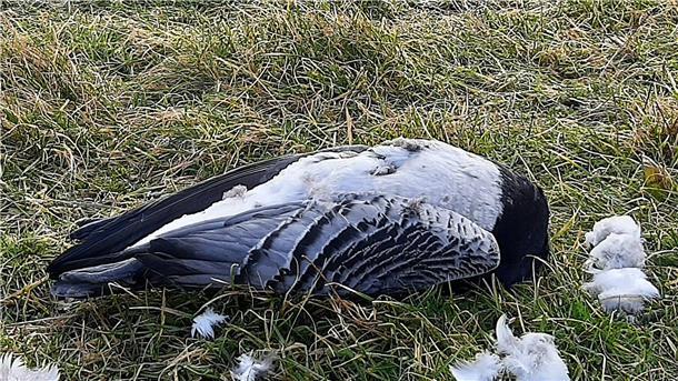 Vogelgrippe-Alarm: Was die Wesermarsch jetzt wissen muss Bild einer toten Weißwangengans, die an der Vogelgrippe verendet ist.