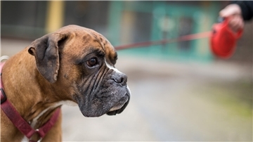 Anders als diese Bulldogge war der Hund in Blexen nicht angeleint.