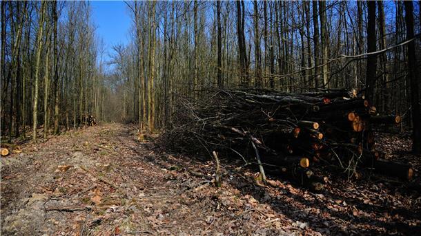 Wald
