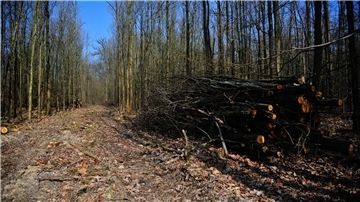 Wald