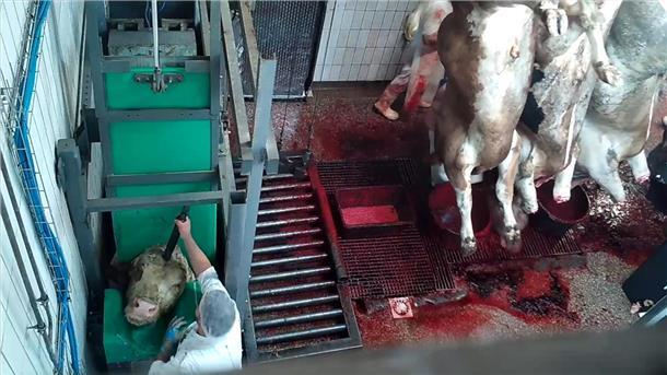 Schockierendes Video soll unfassbare Zustände in Elsflether Schlachthof zeigen ANINOVA liegt nach eigenen Angaben aus dem Schlachthof Videomaterial vor.