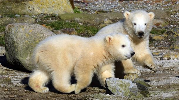 Anna und Elsa! So heißen die beiden Eisbärenmädchen im Zoo am Meer seit Dienstag - wohl in Anlehnung an den Disney-Film „Frozen“. Jetzt, nachdem es raus ist, stellt sich die Frage: Welcher der beiden Zwillinge wird welchen Namen tragen?