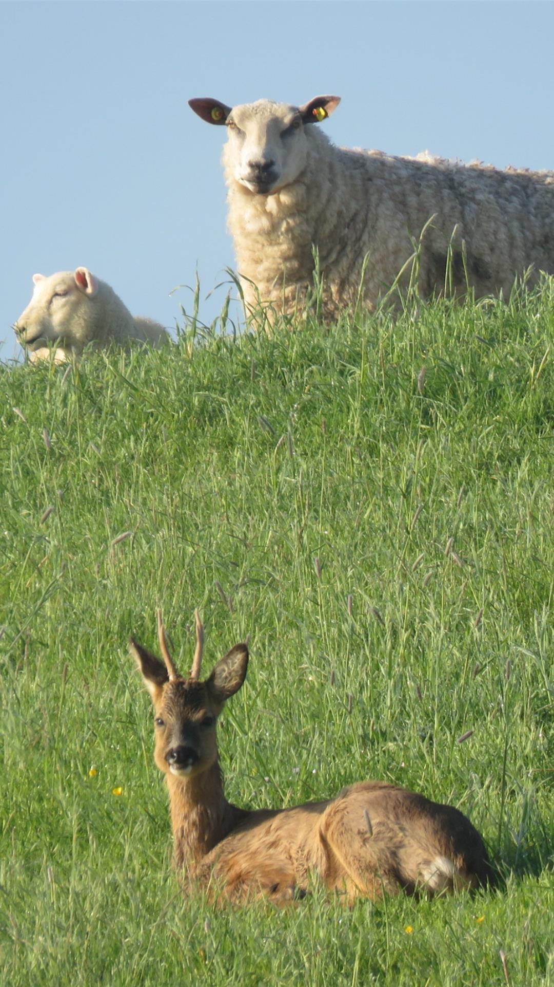 Anwohner beobachten Felix regelmäßig in der Schafherde. Normalerweise meiden Rehe von Schafen beweidete Flächen - warum das bei Felix anders ist, kann Jagdpächter Hans-Gerd Dörrie sich nicht erklären.