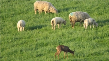 Anwohner beobachten Felix regelmäßig in der Schafherde. Normalerweise meiden Rehe von Schafen beweidete Flächen.