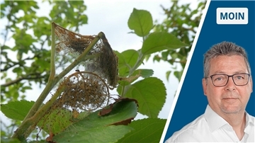 Die Apfel-Gespinstmotte dehnt sich im Baum relativ schnell aus: Im Bild ist ein Gespinst aus vielen feinen Fäden zu sehen.