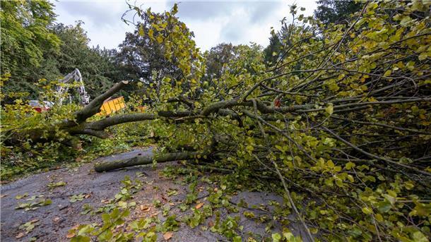 Baum stürzt in Würzburg um - Frau erliegt Verletzungen Arbeiter zerlegen den Baum, der aus bisher ungeklärter Ursache umgestürzt ist.