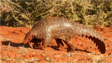 „Artischocke mit Schwanz“: Ein Pangolin im Tswalu Naturreservat in Südafrikas Kalahari-Halbwüste.