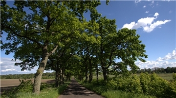 Baumallee in Masuren.